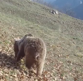 Общественное объединение обратилось к мировым организациям в связи животными, пострадавшими от мин на освобожденных территориях