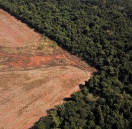 Вырубка лесов в бразильской Амазонии оказывает большое влияние на региональные температуры