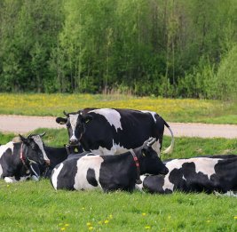 Виноват не только ящур 
