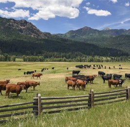 Есть ли выход из ситуации