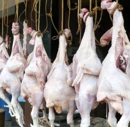 Птица с &laquo;сюрпризом&raquo;