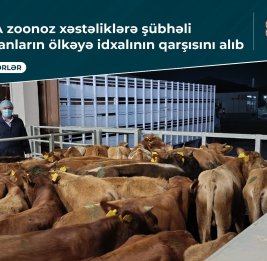 На границе Азербайджана остановили партию подозрительного скота из Грузии