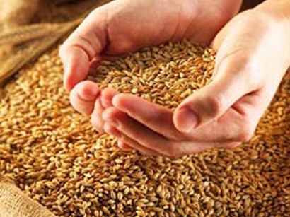Минсельхоз Азербайджана прогнозирует увеличение урожайности зерновых