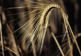 В Азербайджане импортеры пшеницы освобождены от НДС
