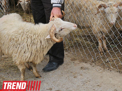 В Баку будут организованы пункты продажи овец для жертвоприношения во время праздника Гурбан
