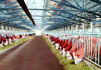 Начался экспорт в Туркменистанкрупного рогатого скота, выращенного вГабале