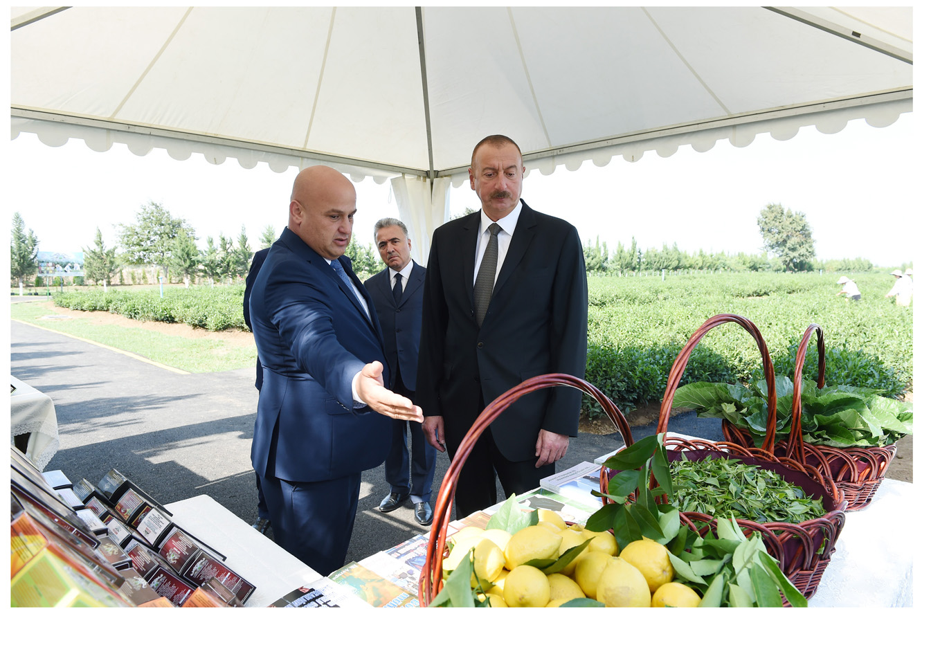 Президент Ильхам Алиев ознакомилсяс плантацией Yaşıl çay в Лянкяране