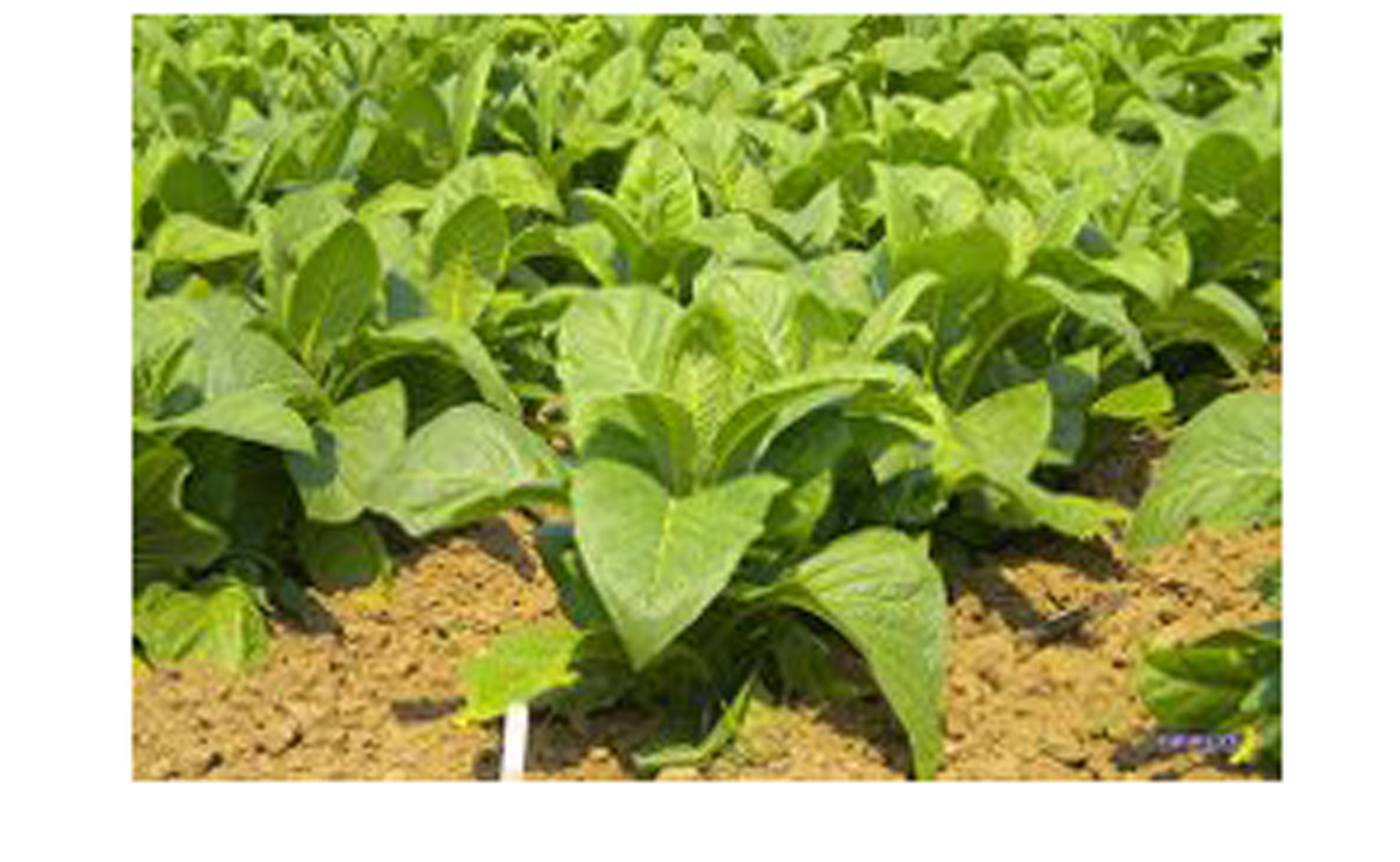 Аграрная стратегия: курс на развитиешелководства, табаководства и фундуководства