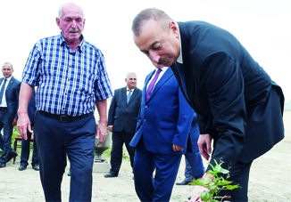 Президент Ильхам Алиев ознакомился с хлопковым участком в Нефтчалинском районе