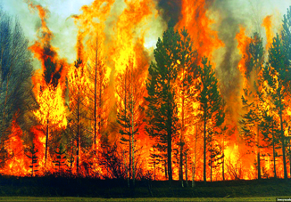 Сумма ущерба от лесных пожаров в Калифорнии превысила миллиард долларов