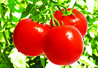 Азербайджанские помидоры: рост экспорта