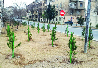 В праздничные дни в Низаминском районе посажено 400 деревьев
