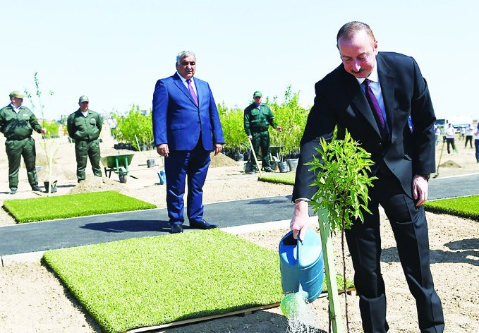 Президент Ильхам Алиев принял участие в акции по посадке деревьев, посвященной дню рождения великого лидера Гейдара Алиева