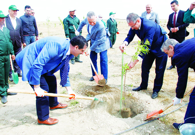 Завершилась кампания по посадке деревьев по случаю 25-й годовщины ПЕА