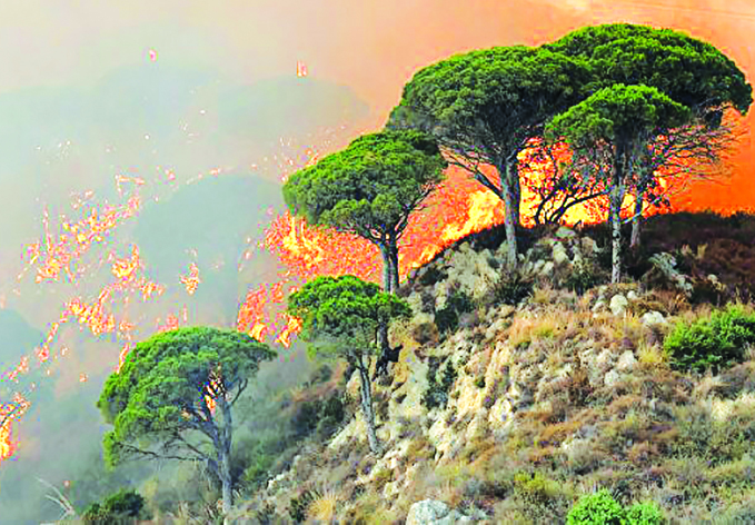 Причиной лесных пожаров в Греции могли быть поджоги