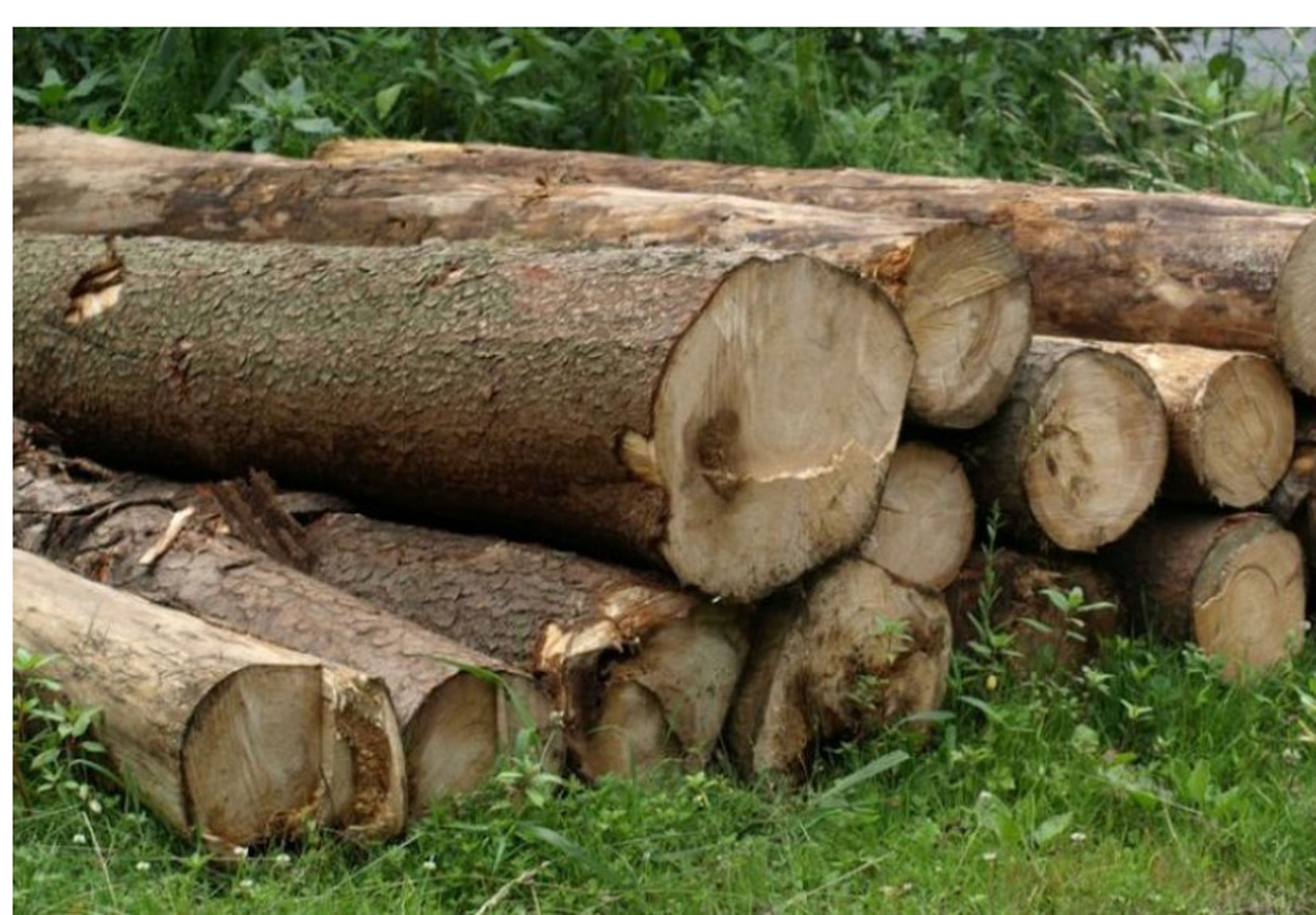 В Губинском районе обнаружены лесоматериалы, полученные незаконным путем