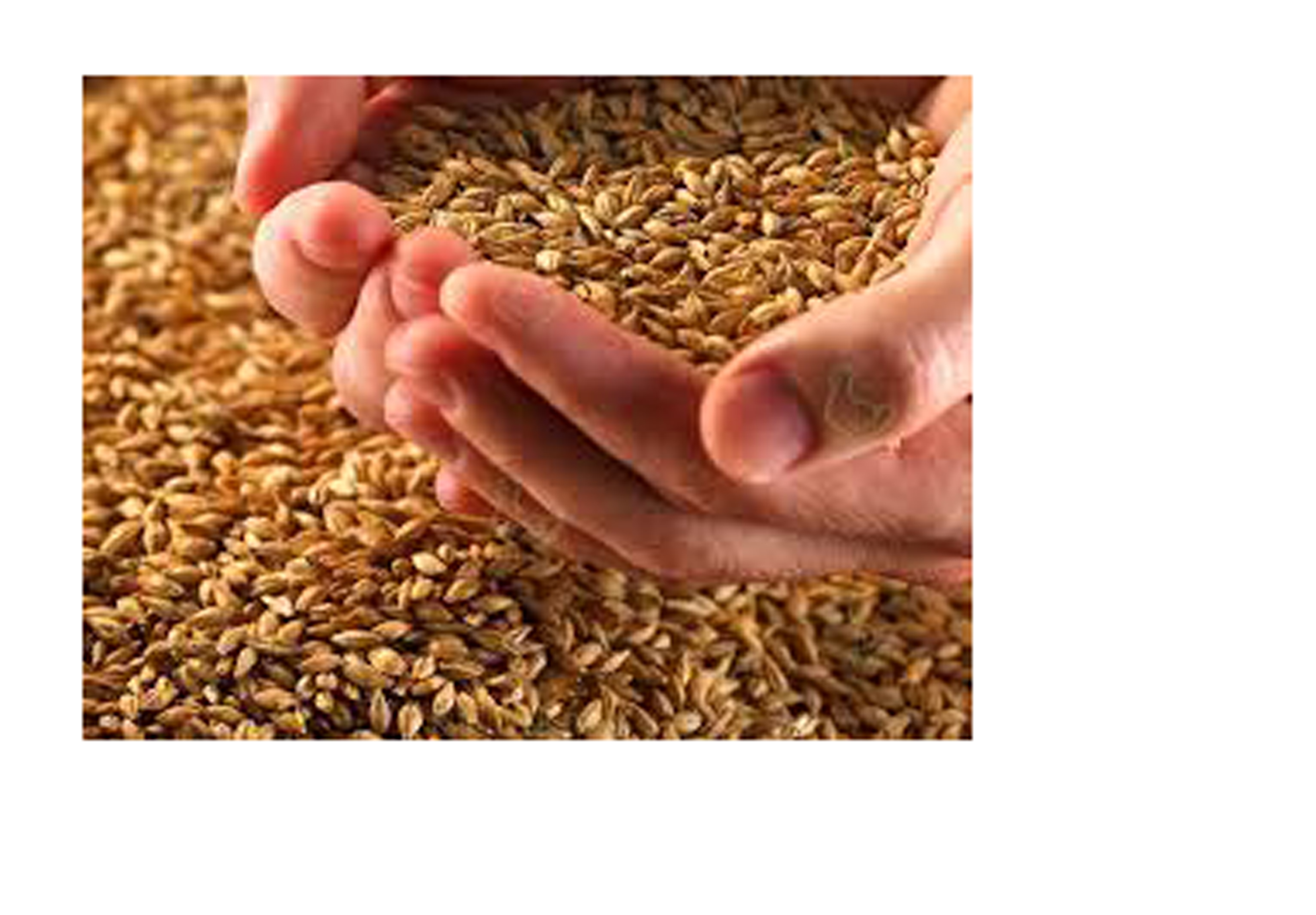 Рекордный урожай зерна в Азербайджане
