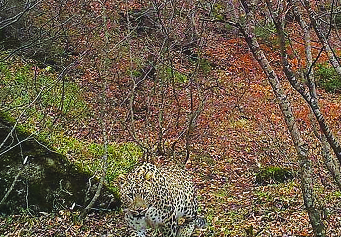Редкий переднеазиатский леопард вновь замечен в Талышских горах