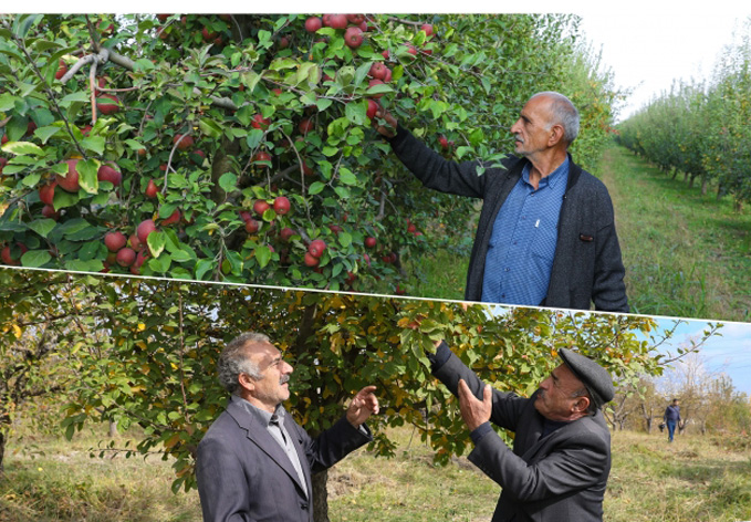 В рамках проекта «Социальные сады» началась закладка интенсивных фруктовых садов для 250 семей