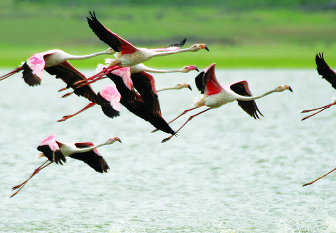 Желающие увидеть фламинго могут посетить национальные парки