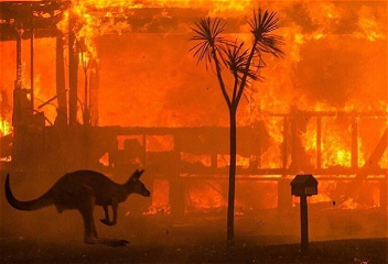 Пожары в Австралии: более ста видовживотных нуждаются в помощи