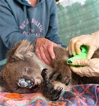 Австралийцы спасают коал, кенгуру и ложных жаб