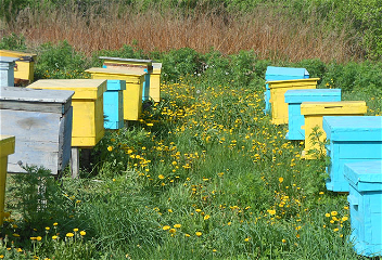 Пчеловодство: пасеку подготовилик весне