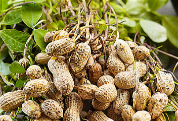 Кюрдамир: начался сев арахиса