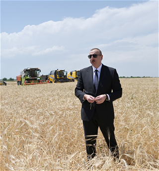 Президент Ильхам Алиев присутствовална церемонии начала уборки зерновых в Агджабеди