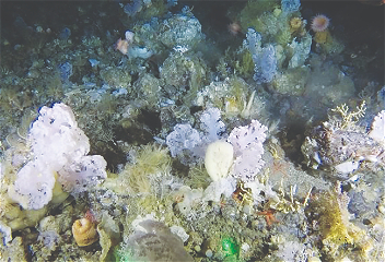 У берегов Гренландии обнаружили глубинный «коралловый сад»