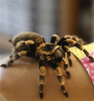 В Австралии открылиновый род тарантулов