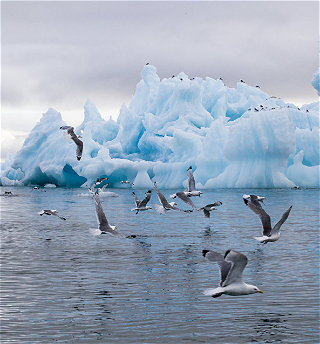 Ученые заявили, что в Арктике до 2035 года растает весь лед