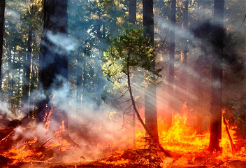 Площадь лесных пожаров в Калифорнии возросла почти до 500 тыс. га