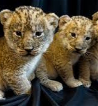 В зоопарке США на свет появились сразу три львенка