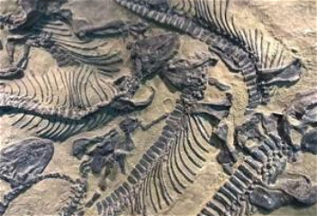 Ученые обнаружили окаменелостимлекопитающих возрастом 25 млн лет