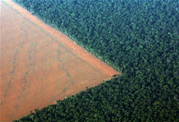40% лесов Амазонки скоро превратятся в саванну