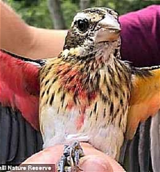 «Встреча с единорогом»:в США нашли редкую птицус окрасом самца и самки