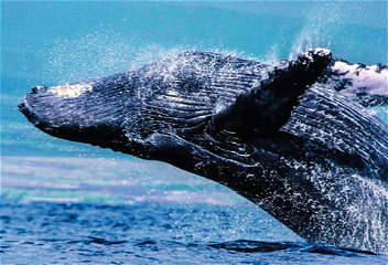 В Австралии заметили горбатых китов в реке