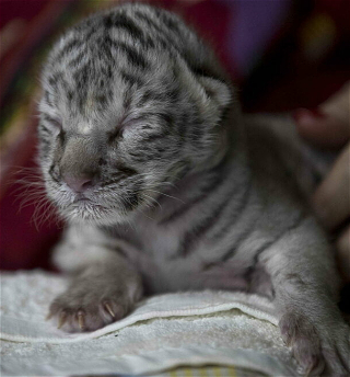 В зоопарке Никарагуа родиласьбелая бенгальская тигрица