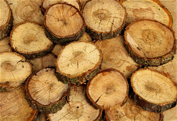 Ученые вырастили древесинув пробирке