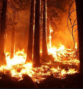 В Австралии пожар охватил около10 тыс. га леса и более 70 домов