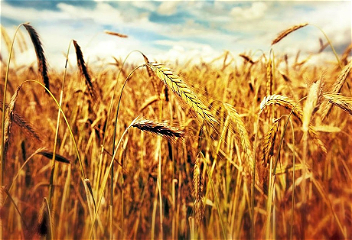 Концепция «Единое поле» — инновация,направленная на повышение урожайности