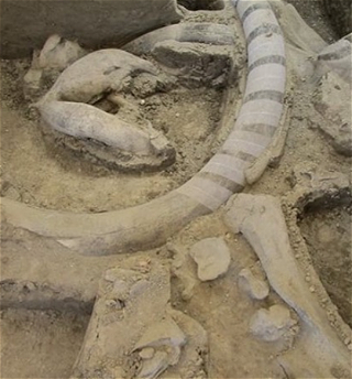 Археологи обнаружили «ловушку» для мамонтов, которой 14 тыс. лет