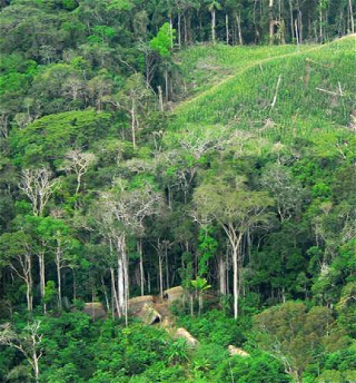 Леса Амазонки в 2010-х выбросилибольше углерода, чем поглотили