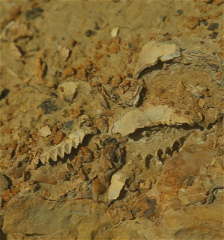 В Шотландии найдены окаменелости животных возрастом миллиард лет