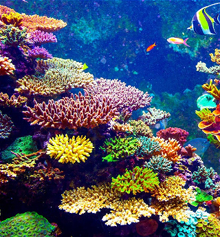 Коралловые рифы могут полностью исчезнуть к 2050 году