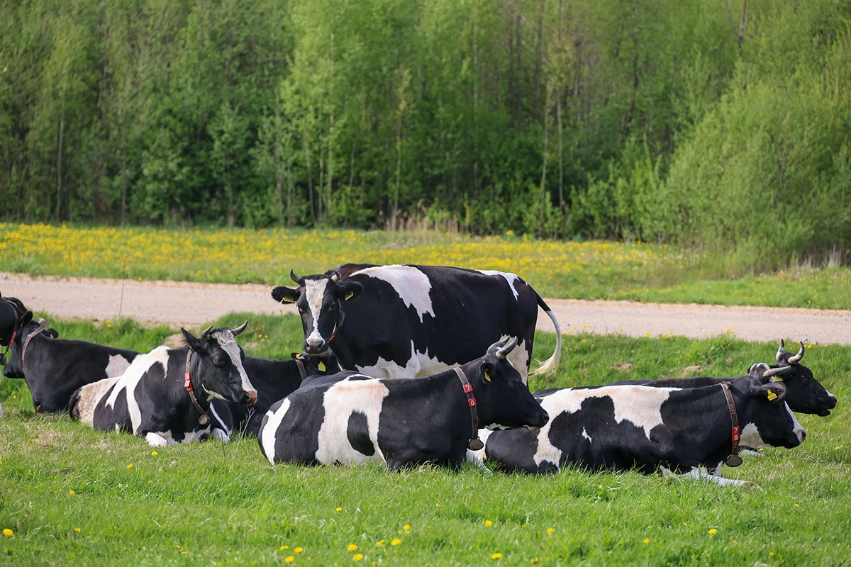 Виноват не только ящур 