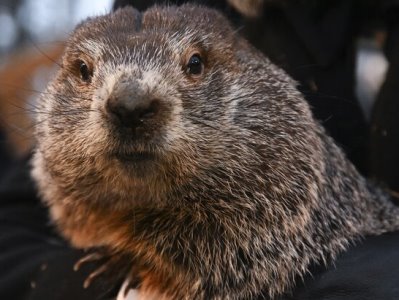 По традиции в День сурка 