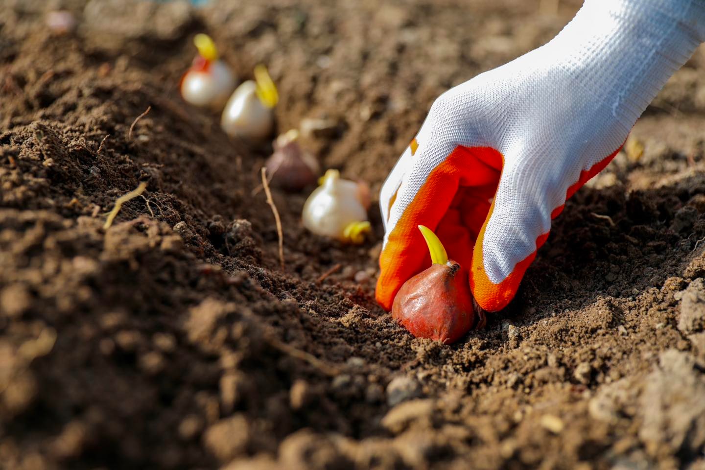 Анемоны украсят Бакинский бульвар 