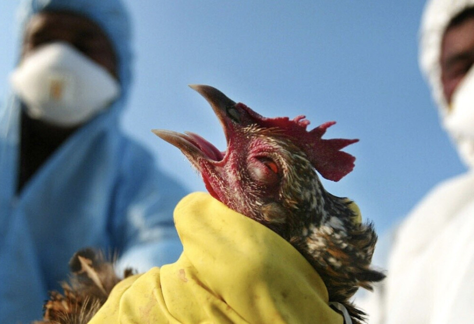 АПБА: В Азербайджане не выявлено случаев заражения птичьим гриппом и болезнью Ньюкасла